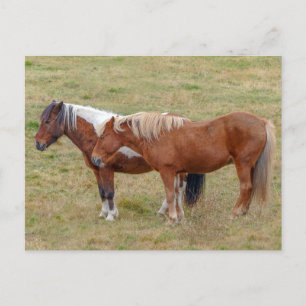 Icelandic Horse Duo, Iceland Pasture Postcard