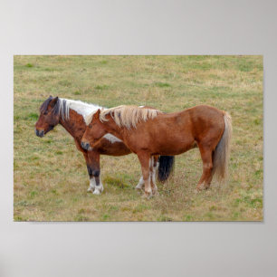 Icelandic Horse Duo, Iceland Pasture Poster