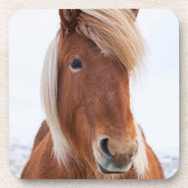 Icelandic Horse during winter Beverage Coaster (Front)