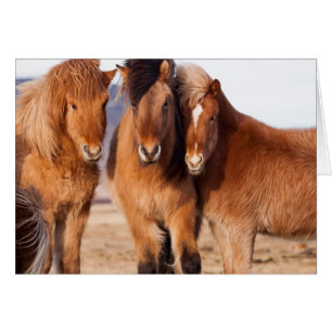 Icelandic Horse during winter Cards