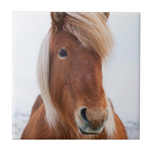 Icelandic Horse during winter Ceramic Tile
