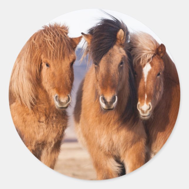 Icelandic Horse during winter Classic Round Sticker (Front)