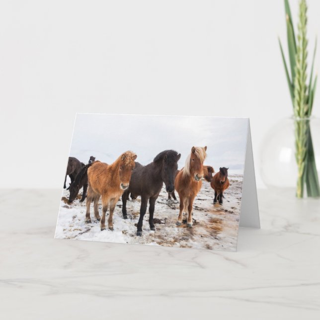 Icelandic Horse During Winter Iceland Card (Front)