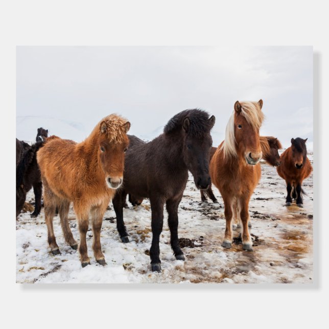 Icelandic Horse During Winter Iceland Foam Board (Front)
