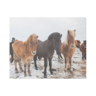 Icelandic Horse During Winter Iceland Gallery Wrap