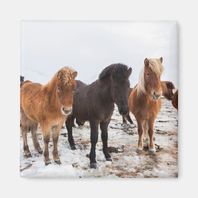 Icelandic Horse During Winter Iceland Magnet (Front)