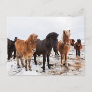 Icelandic Horse During Winter Iceland Postcard