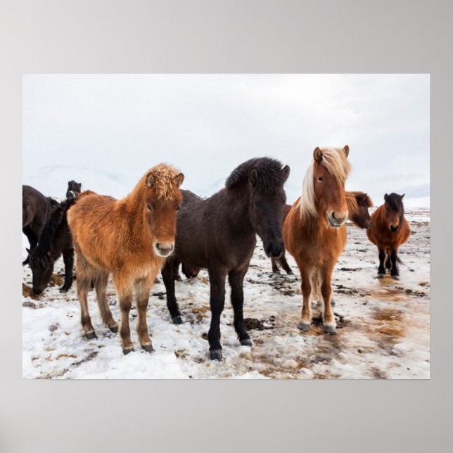 Icelandic Horse During Winter Iceland Poster (Front)