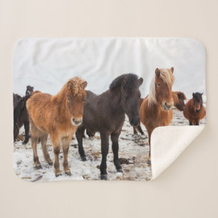 Icelandic Horse During Winter Iceland Sherpa Blanket