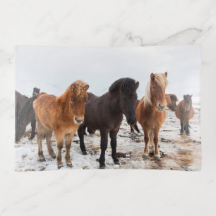 Icelandic Horse During Winter Iceland Trinket Tray