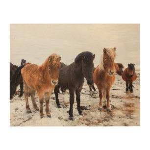 Icelandic Horse During Winter Iceland Wood Wall Art