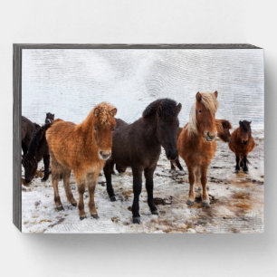 Icelandic Horse During Winter Iceland Wooden Box Sign