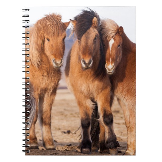 Icelandic Horse during winter Notebook (Front)