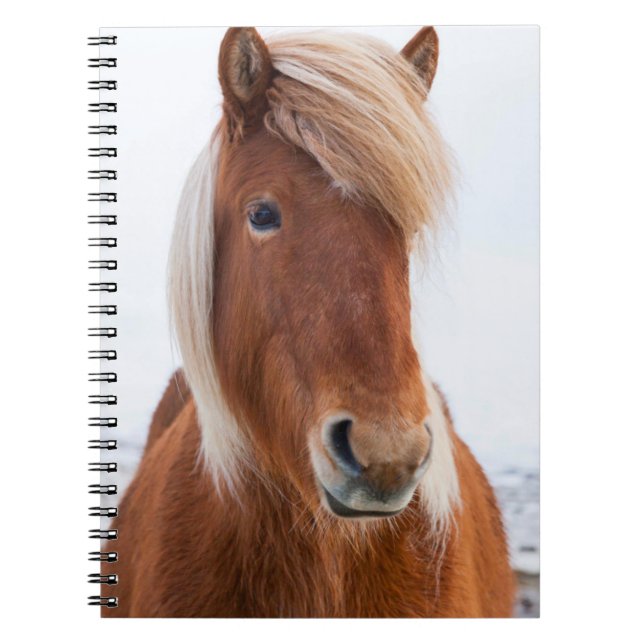 Icelandic Horse during winter Notebook (Front)