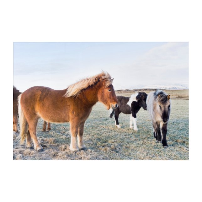 Icelandic Horse During Winter on Iceland Acrylic Print (Front)