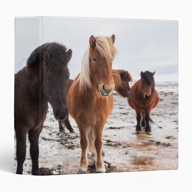 Icelandic Horse during winter on Iceland Binder (Front/Spine)