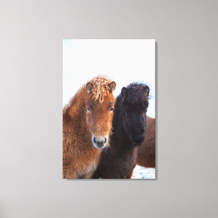 Icelandic Horse during winter on Iceland Canvas Print