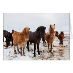 Icelandic Horse during winter on Iceland Cards