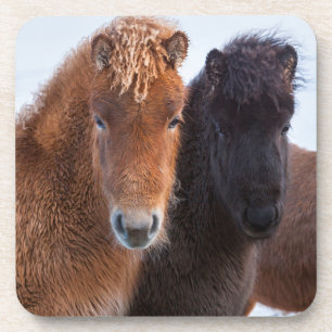 Icelandic Horse during winter on Iceland Coaster