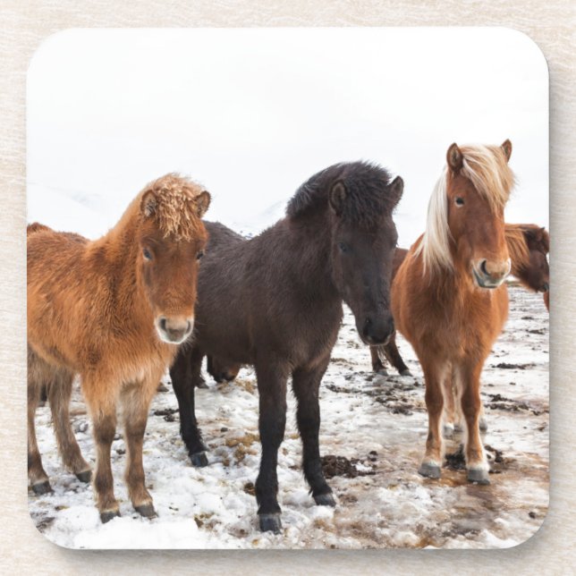 Icelandic Horse during winter on Iceland Drink Coaster (Front)
