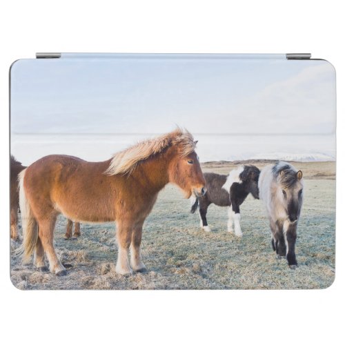 Icelandic Horse During Winter on Iceland iPad Air Cover