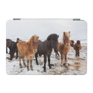 Icelandic Horse during winter on Iceland iPad Mini Cover