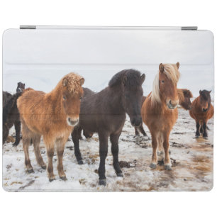 Icelandic Horse during winter on Iceland iPad Smart Cover