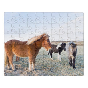 Icelandic Horse During Winter on Iceland Jigsaw Puzzle