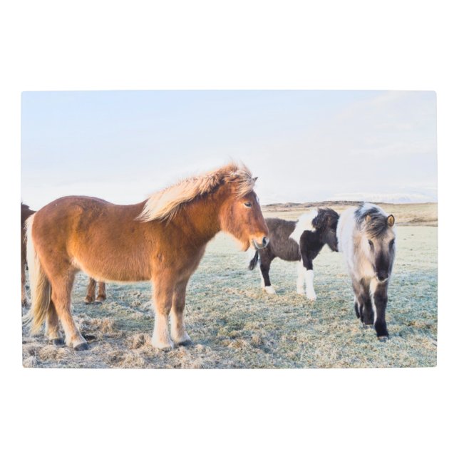Icelandic Horse During Winter on Iceland Metal Print (Front)