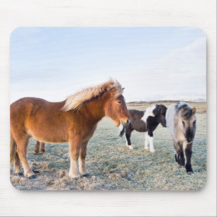 Icelandic Horse During Winter on Iceland Mouse Pad