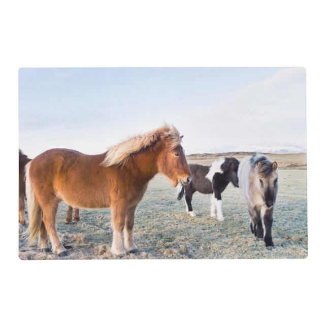 Icelandic Horse During Winter on Iceland Placemat (Front)