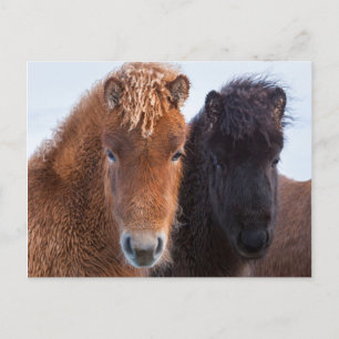 Icelandic Horse during winter on Iceland Postcard