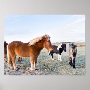 Icelandic Horse During Winter on Iceland Poster