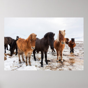 Icelandic Horse during winter on Iceland Poster