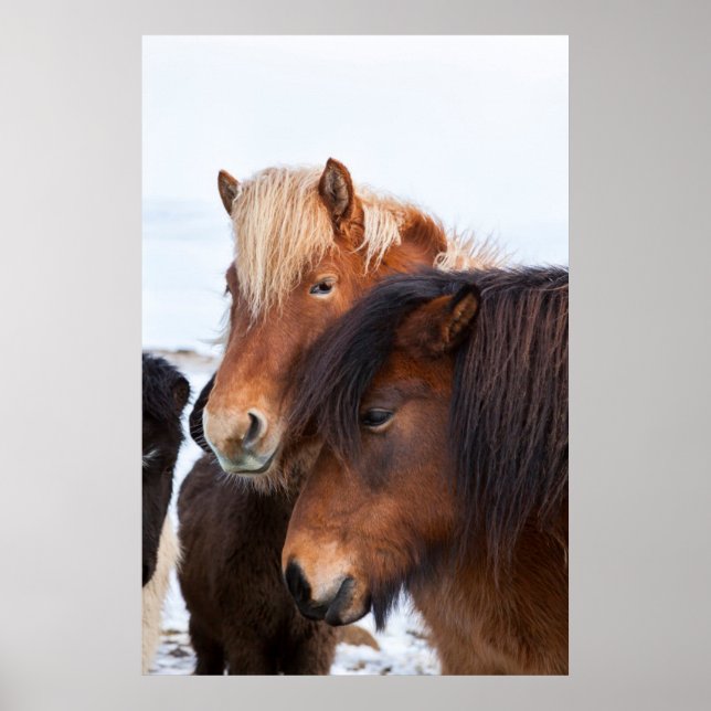 Icelandic Horse during winter on Iceland Poster (Front)
