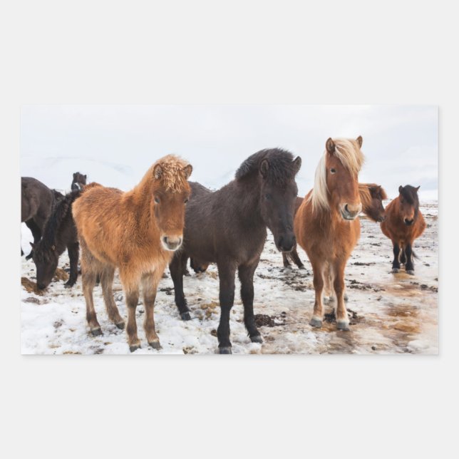 Icelandic Horse during winter on Iceland Rectangular Sticker (Front)