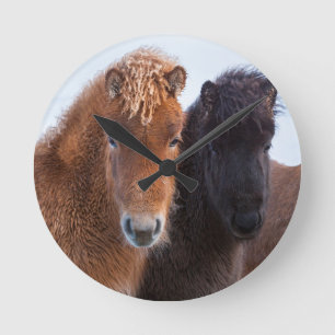 Icelandic Horse during winter on Iceland Round Clock