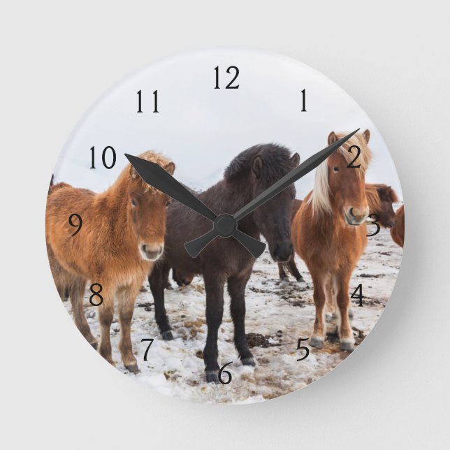 Icelandic Horse during winter on Iceland Round Clock (Front)