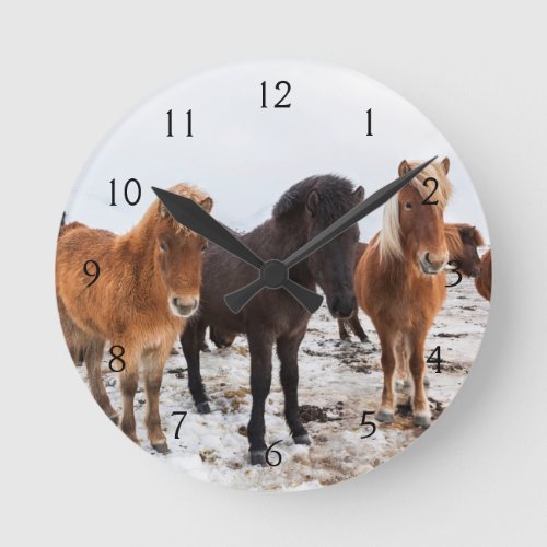 Icelandic Horse during winter on Iceland Round Clock