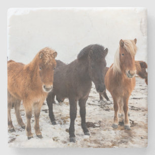 Icelandic Horse during winter on Iceland Stone Coaster