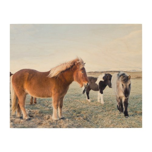 Icelandic Horse During Winter on Iceland Wood Wall Art