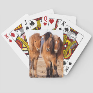 Icelandic Horse during winter Poker Cards