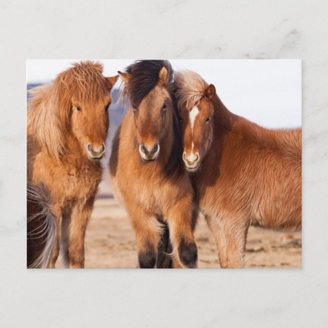 Icelandic Horse during winter Postcard (Front)