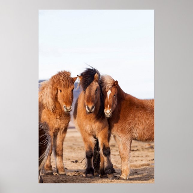 Icelandic Horse during winter Poster (Front)