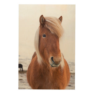 Icelandic Horse during winter Wood Wall Decor