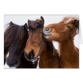 Icelandic Horse friends, Iceland (Front Horizontal)