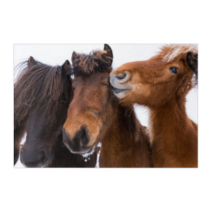 Icelandic Horse Friends, Iceland Acrylic Print