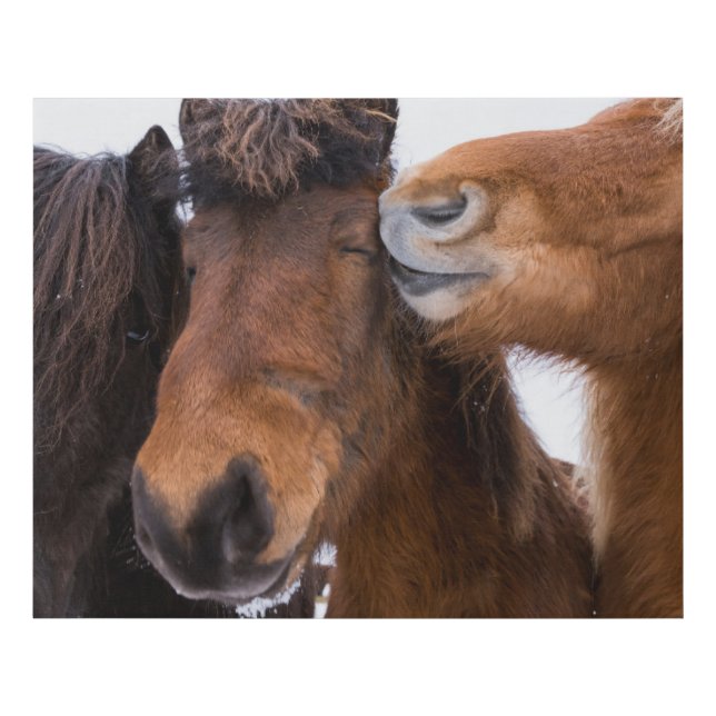 Icelandic Horse Friends, Iceland Faux Canvas Print (Front)