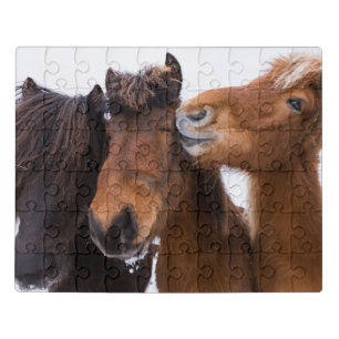 Icelandic Horse Friends, Iceland Jigsaw Puzzle