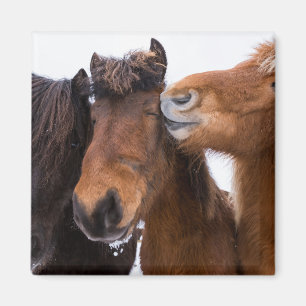 Icelandic Horse Friends, Iceland Magnet